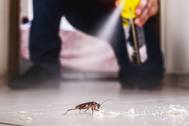 Best Best Pest Control Companies  in Minden, LA