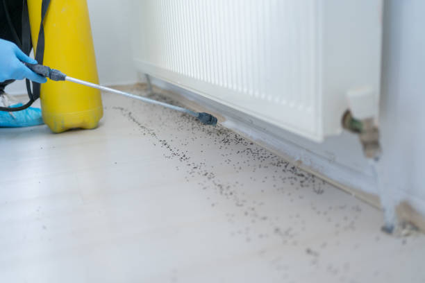 Reliable Minden, LA Pest Control Solutions