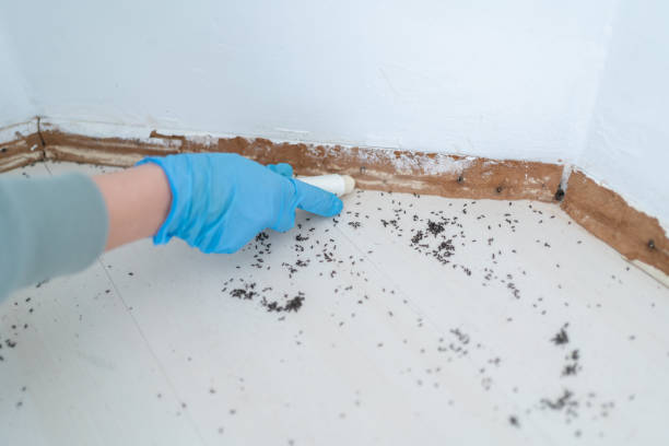 Best Affordable Pest Control Services  in Minden, LA