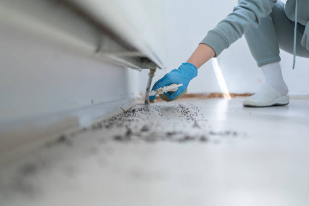 Best Pest Control for Homes  in Minden, LA